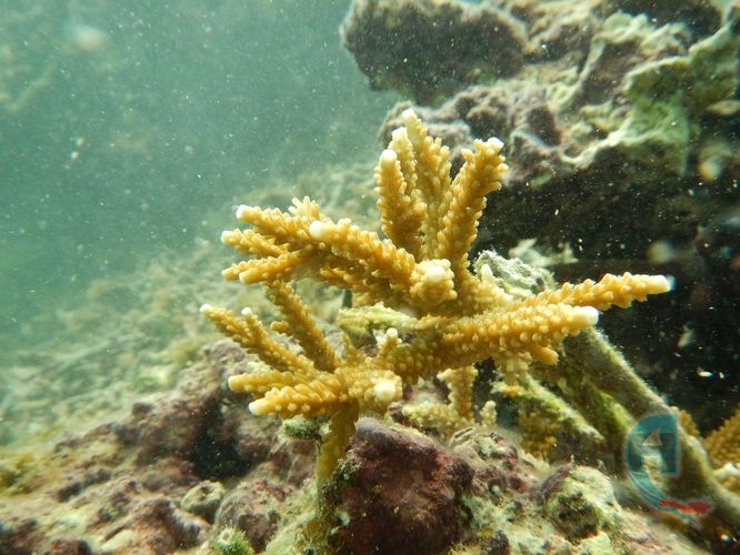 coral del caribe polipos largos